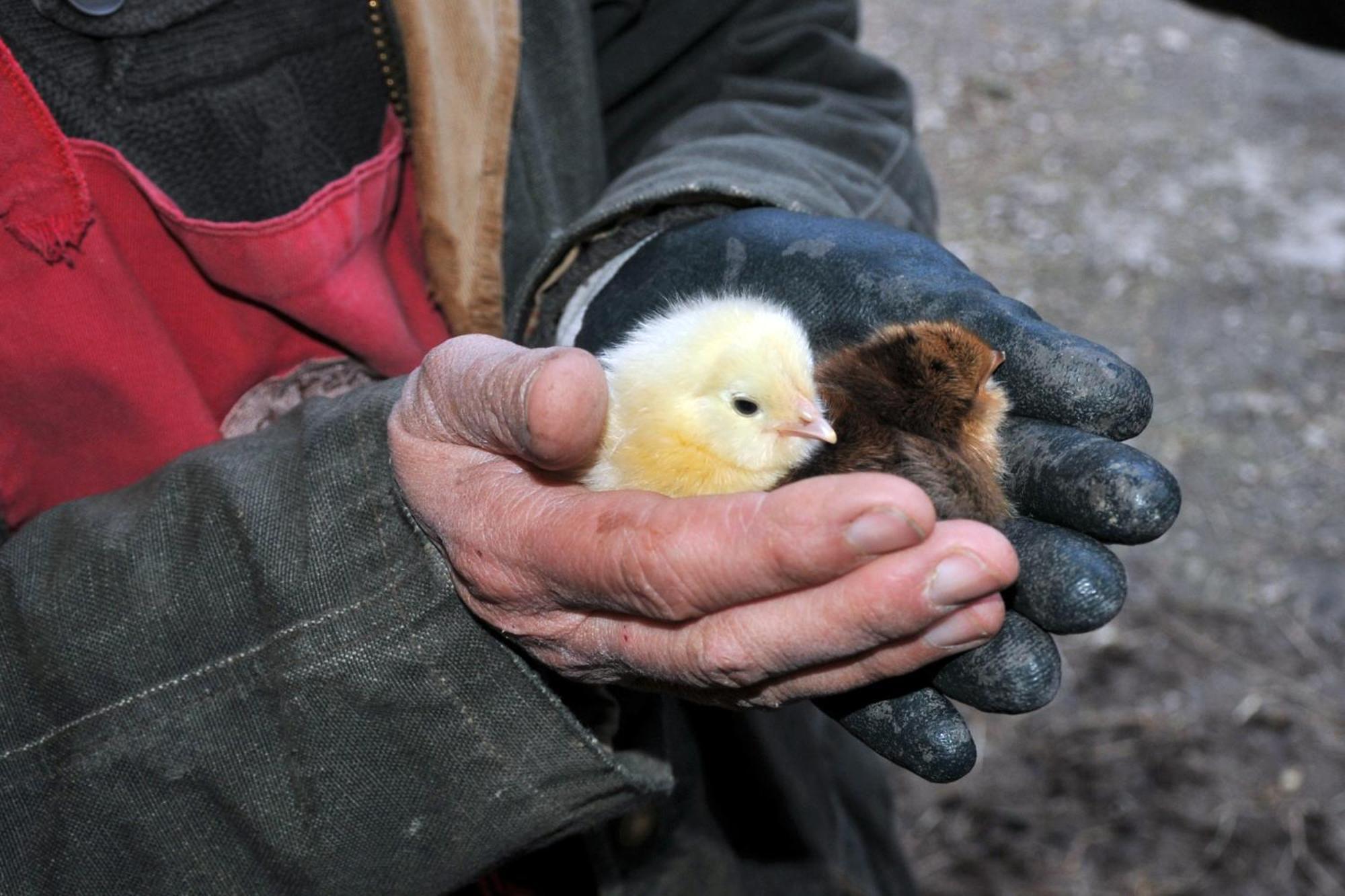 La Ferme De Flo'